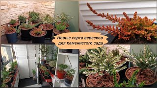 Новые сорта вересков для каменистого сада. Как сохранить до посадки в открытый грунт.