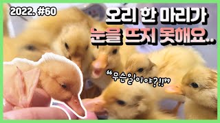 낯가리는 아기 오리들과 10분 만에 친해지는 놀라운 방법?!