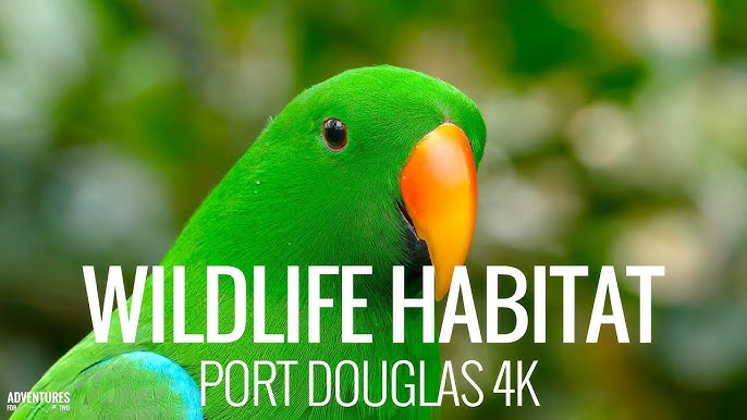 Wildlife Habitat Port Douglas - Boyd oh Boyd Do you think