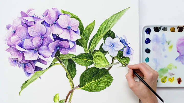How to paint realistic Hydrangea flowers in waterc...