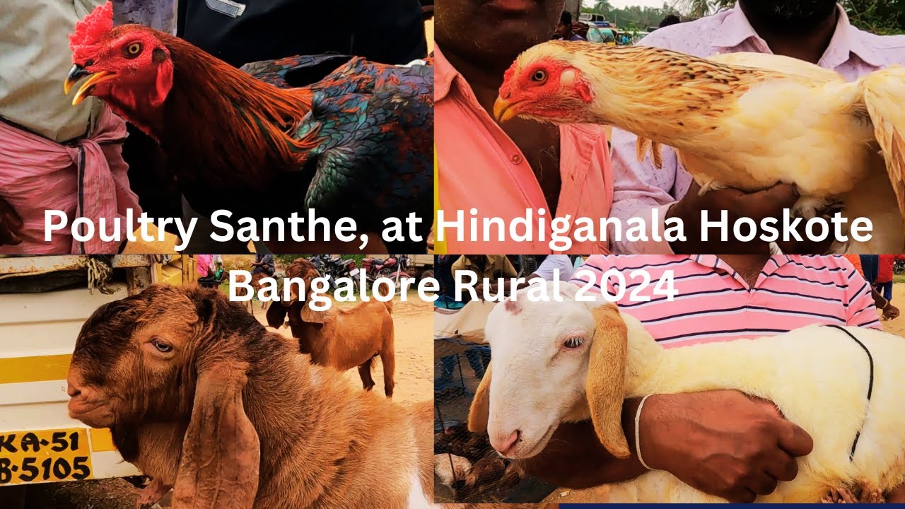 Poultry Santhe, at Hindiganala Hoskote Bangalore Rural 2024 /ಕೋಳಿ ಸಂತೆ, ಹಿಂಡಿಗನಾಳ ಹೊಸಕೋಟೆ ಬೆಂಗಳೂರು