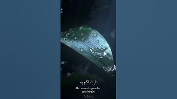 [هوا الذي أنزل من السماء ماء ] -- سورة :النحل -- الشيخ : ياسر الدوسري