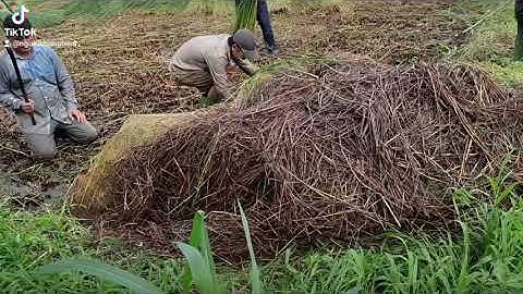 Bắt chuột cống nhum khủng của anh trai miền tây