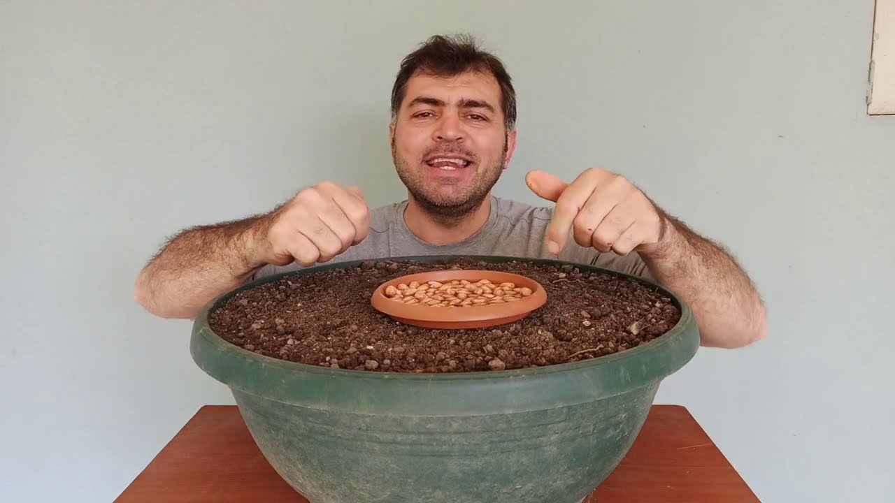 Saksıda Yerfıstığı