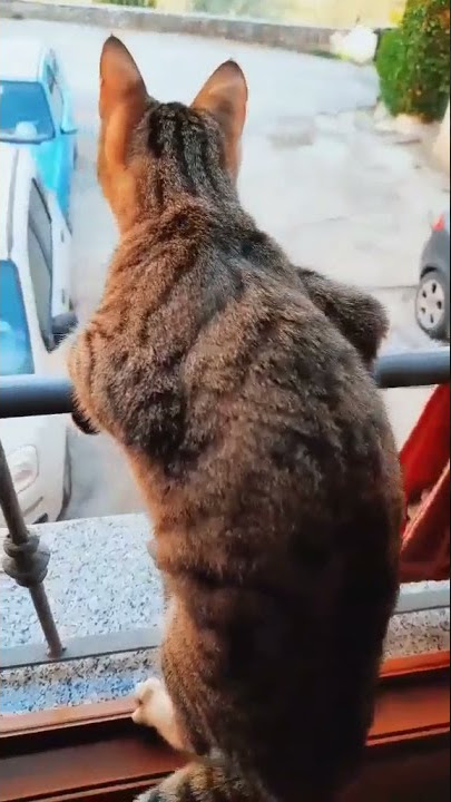Kucing lucu melihat tetangga bertengkar dari jendela 🤣😅