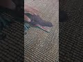 ya se lo cargó el payaso