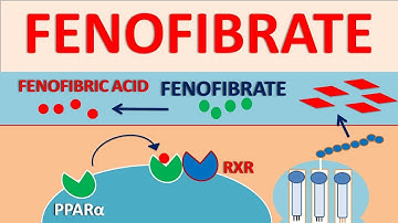 Fenofibrate - Mechanism, side effects, interactions and contraindications