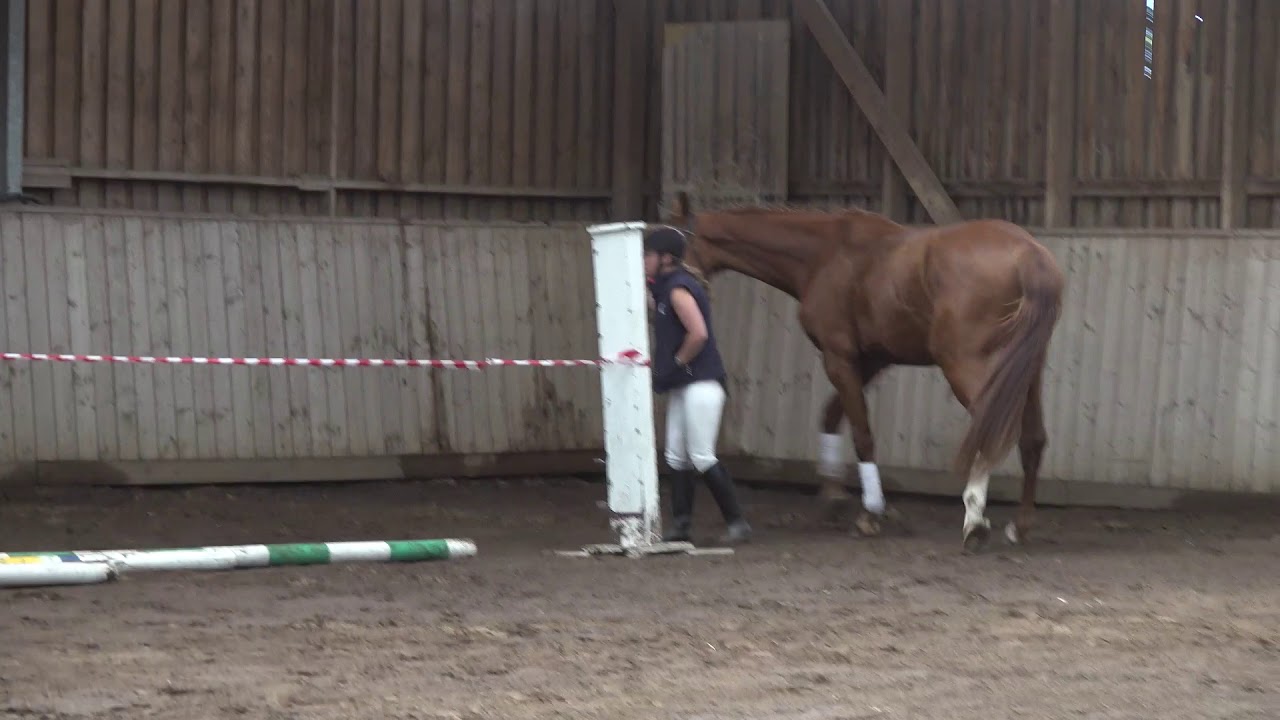 Jumping horse for sale YouTube