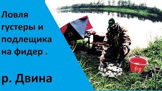 Рыбалка на реке Двина. Ловля густеры и мелкого подлещика на фидер.