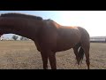 ДАКАР | Завод имени Первой конной армии | Лошади на продажу | Будённовская порода лошадей