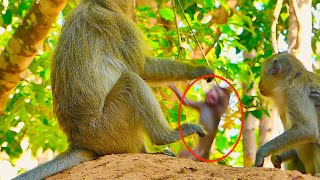 OMG! Papa Monkey Vakey | Mama Monkey Manda | Baby Monkey Manya | Baby wants to play with Pap But...|