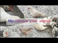 Мускусные утки зимой / Утки зимой без отопления/ Мои #мускусные #утки на улице