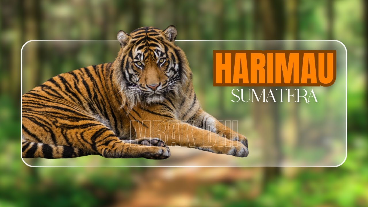 MEMBUAT ANIMASI LOWER THIRD