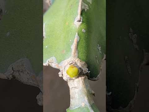 Dragon fruit flower bud. American beauty 2023