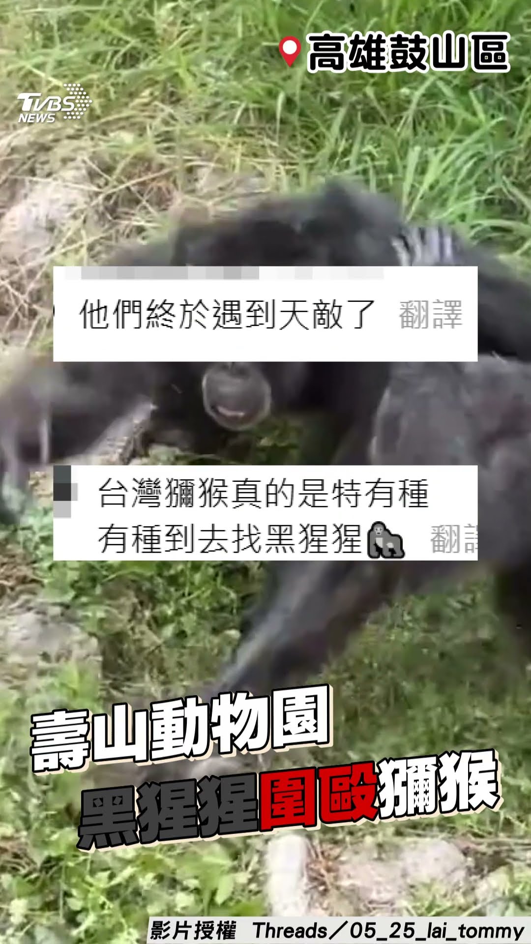 高雄「獼猴誤闖」壽山動物園黑猩猩領地　慘遭2打1圍毆暴打狂甩重傷亡｜TVBS新聞@TVBSNEWS01