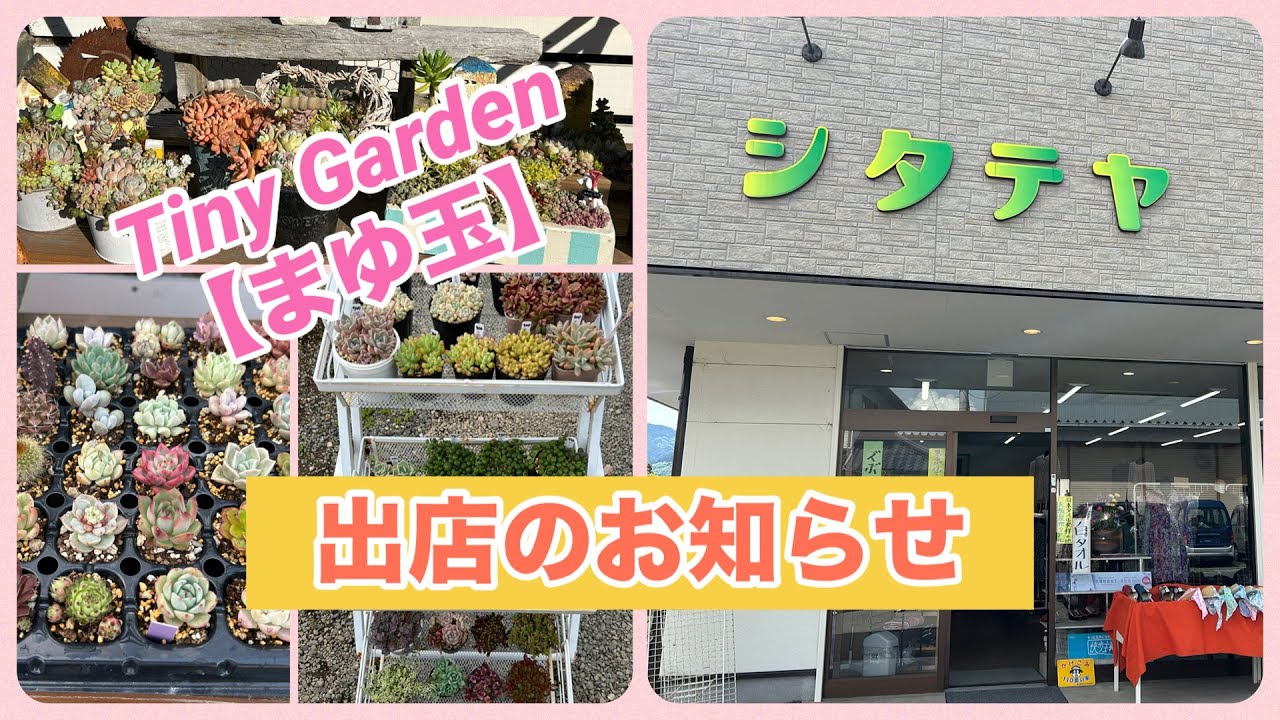 Succulents I'm opening a shop at the foot of Mt. Fuji - YouTube