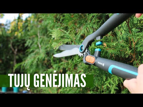 Video: Ligustrų gyvatvorių genėjimas – kaip teisingai genėti ligustrą gyvatvorę