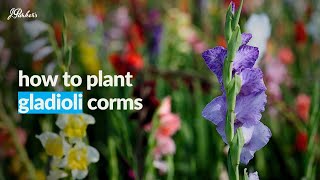 How To Plant Gladioli | Gardening Tips with J. Parker's