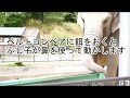 岡崎市東公園動物園 アジアゾウ「ふじ子」 の動画、YouTube動画。