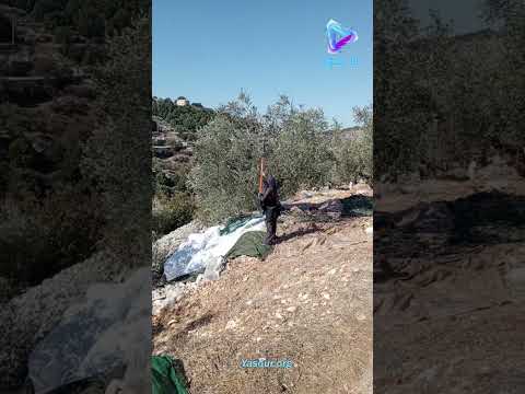 السرقات في القرى الحدودية وصلت الى الزيتون المعمر منذ مئات السنين فمن يتحرك