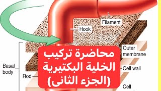 محاضرة تركيب الخلية البكتيرية (الجزء الثانى) Structure of Bacterial Cell (Part II)