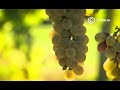 Виноделие Крыма | Бизнес | Телеканал "Страна"