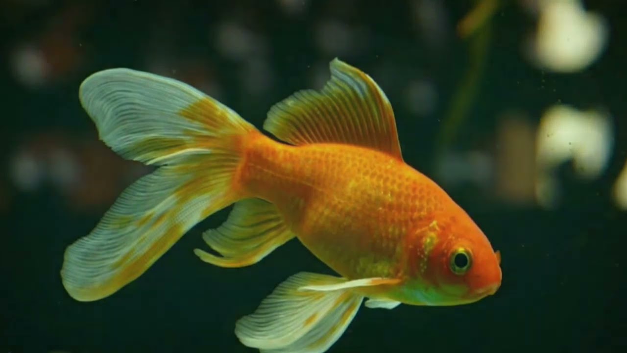 Fishes that survive without oxygen,these fishes don't need extra oxygen