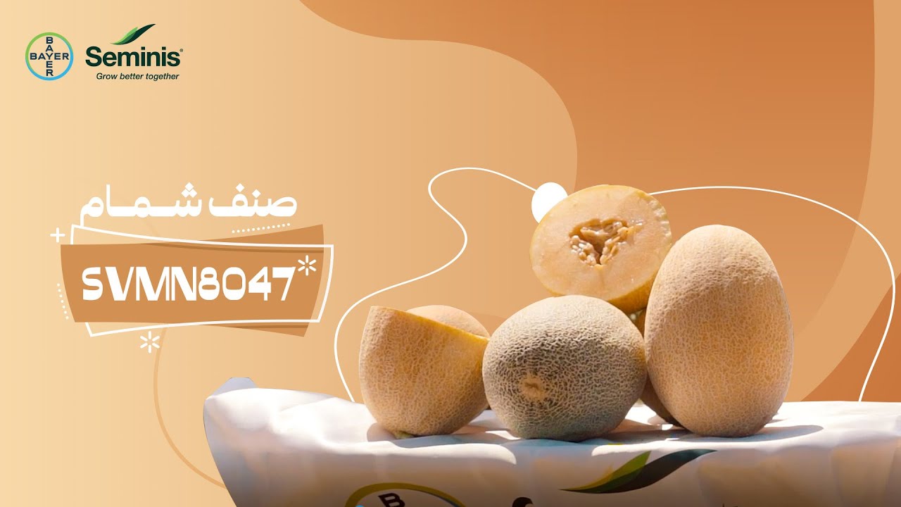 شمام SVMN8047 ثمار بيضاوية بلون وشكل مميز