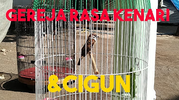 BURUNG GEREJA ISIAN KENARI DAN CIGUN