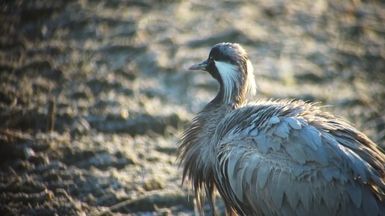 野鳥撮影・ アネハヅル Demoiselle Crane 