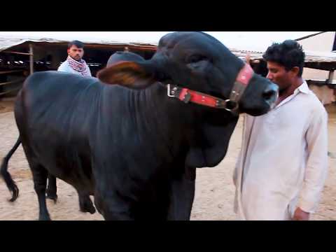 black-jet-heavy-shiny-bull-for-sale-at-hasnain-cattle-farm-|-bakra-eid-2019-|-qurbani-cows-for-sale