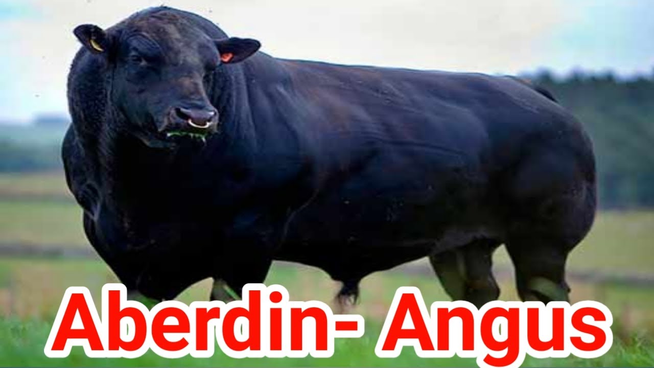 Sening meni yaxshi sikishing menga yoqadi sexy qiz