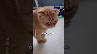 삐지지 좀 마~~ #shorts #귀여운고양이