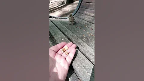 Зяблик - девочка / Female finch