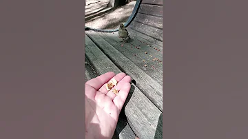Зяблик - девочка / Female finch
