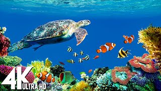 3 HOURS of 4K Underwater Wonders + Relaxing Music - Coral Reefs & Colorful Sea Life in UHD