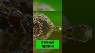 #огненныемуравьи #насекомые #природа #животные #муравьи #SolenopsisInvicta  #выживание #факты