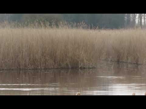 Rare Bittern booming