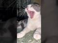 Dime en los comentarios cuál es más mono, ¿el gato o el gatito? #youtubeshorts