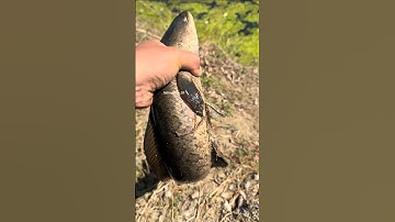 TIPS FOR CASTING FISHING SNAKEHEAD FISH ON THE EDGE 🎣☑️ #fishing #baitcasting #snakehead #angler