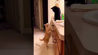 Funny Cats 😹 Episode 22 #Shorts