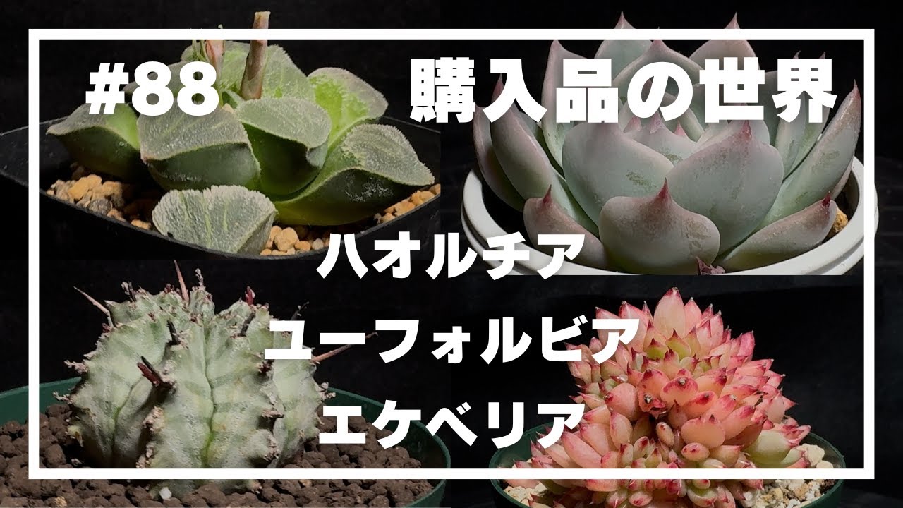 【ハオルチア・ユーフォルビア・エケベリア】#88 _購入品の世界／2025年4月に購入したもろもろ