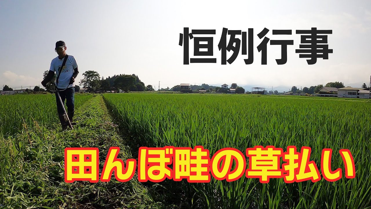 Country Life] The rice field ridges were overgrown with weeds