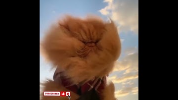 cute cat videos 😹 funny videos 😂1531