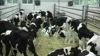 Milk Fed Veal raising