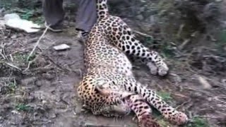 Leopard mauls brothers to death in Neelum valley