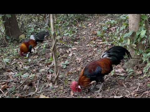 bẫy gà rừng mới nhất. 14/1/2026. gặp em bổi già siêu đẹp 👍 - youtube
