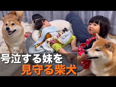 仲良くなれたお友達の前で号泣する１歳児を、困惑しながら見守る柴犬
