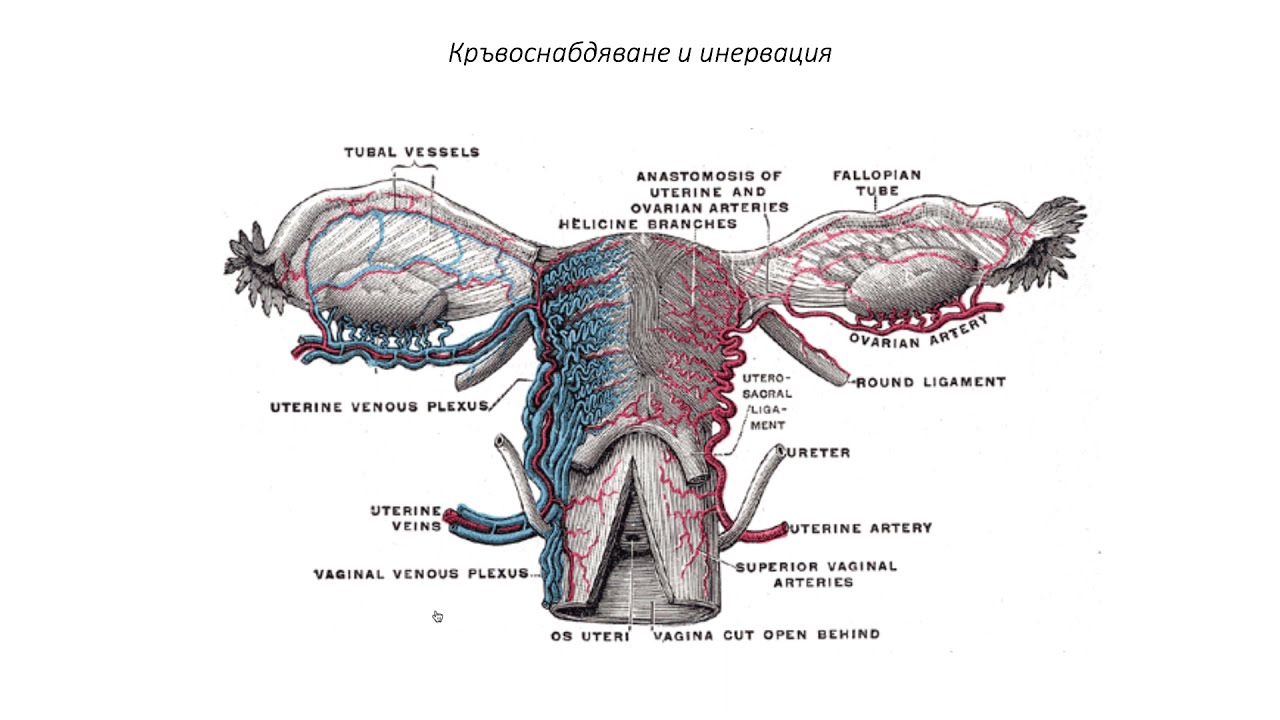 Женска полова система. Яйчник (12:58) ┃teoriyata.com