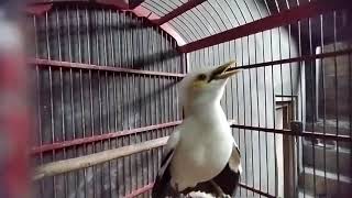 Download Lagu pakai suara masteran burung jalak putih ini agar cepat gacor dan BONGKAR ISIAN MP3